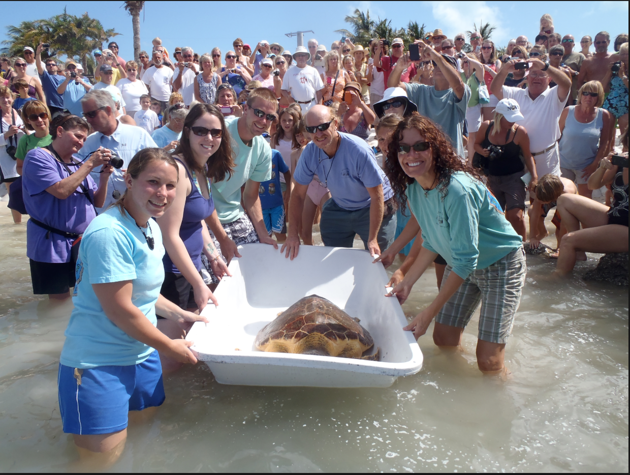 Explore the Turtle Hospital and Book a Dream Vacation Rental in Marathon, Florida!