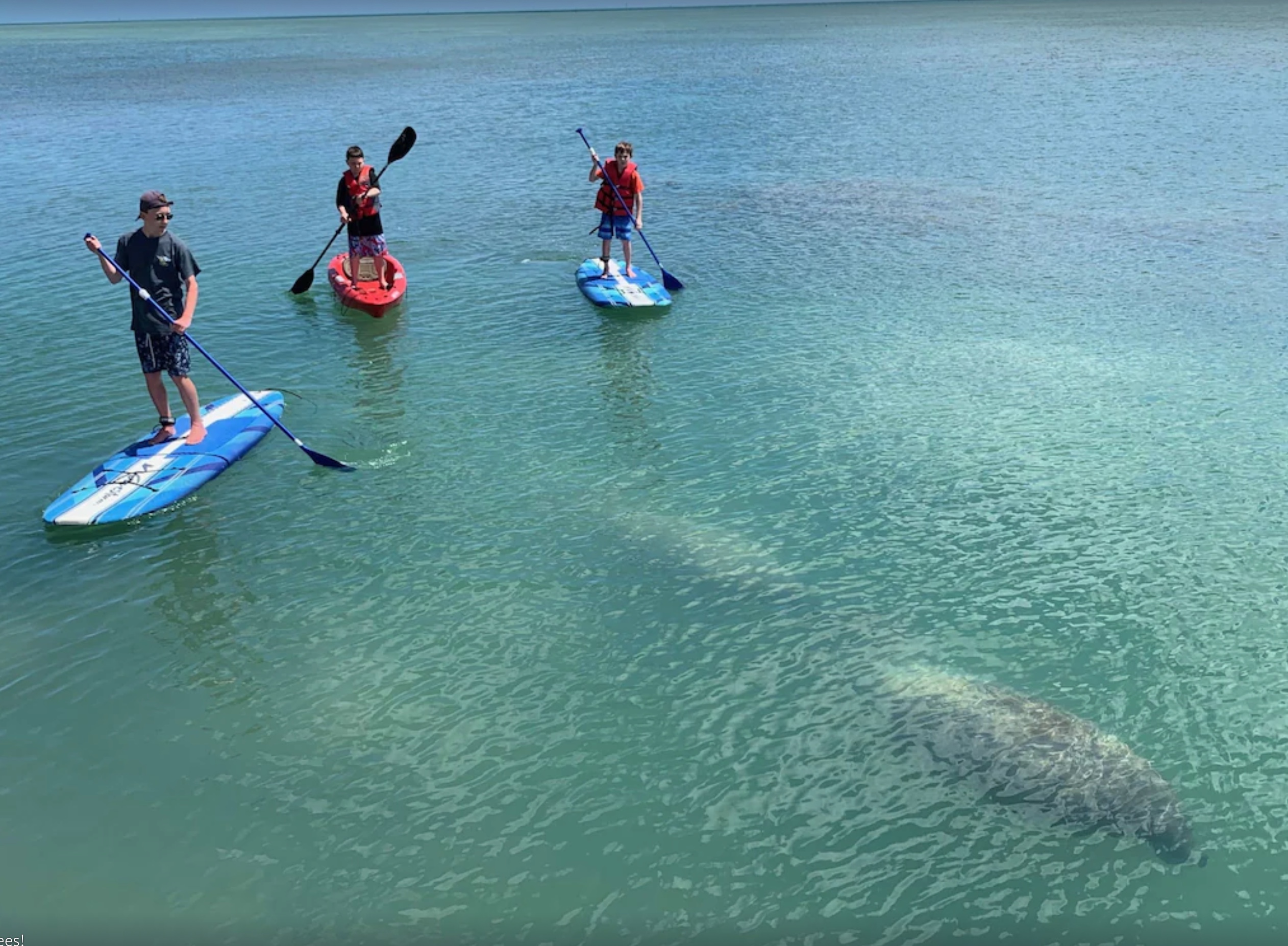 Fascinating Insights into Manatees in the Florida Keys